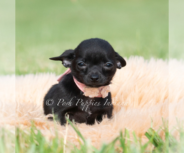 Medium Photo #22 Chihuahua Puppy For Sale in WARSAW, IN, USA