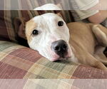 Small #11 American Pit Bull Terrier
