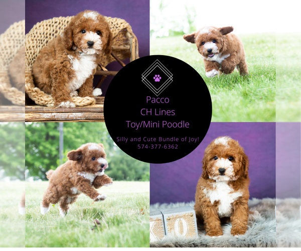 Medium Photo #14 Poodle (Toy) Puppy For Sale in WARSAW, IN, USA