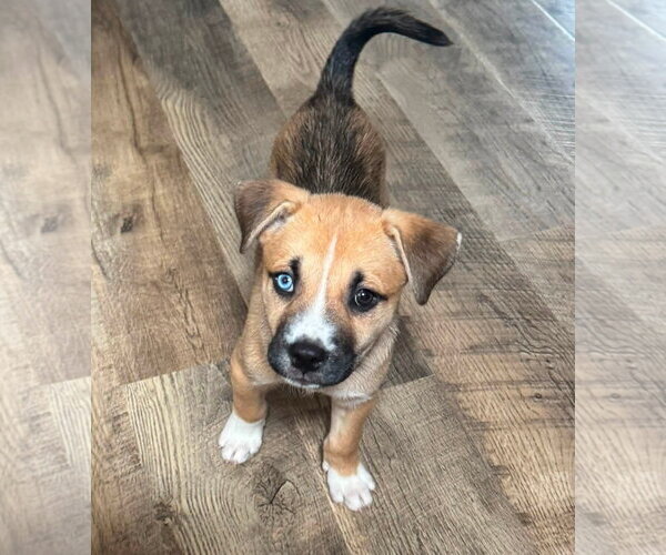 Medium Photo #1 American Staffordshire Terrier-Unknown Mix Puppy For Sale in Holly Springs, NC, USA