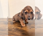 Small #3 Dachshund