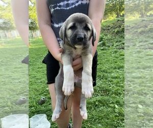 Anatolian Shepherd Puppy for sale in BENTON, PA, USA