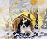 Small #8 ShihPoo