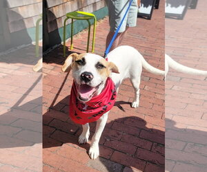 Hunter *LOCAL* *MEET ME* - Male Labrador Retriever-Unknown Mix Dog for Adoption - Photo #4