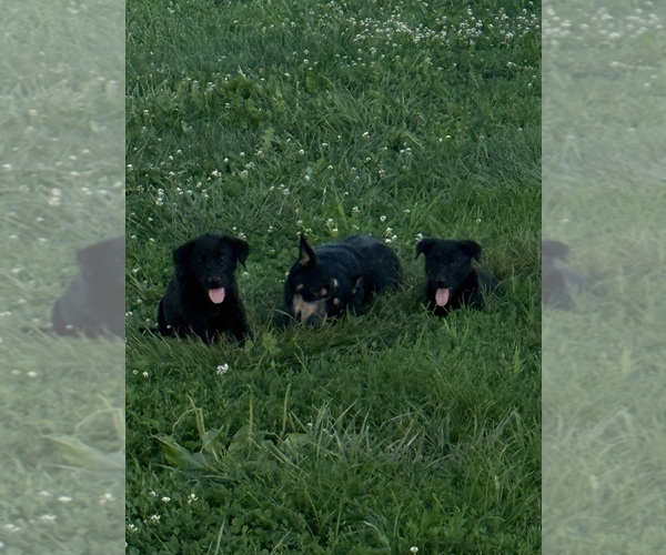 Medium Photo #1 Australian Cattle Dog-Labrador Retriever Mix Puppy For Sale in CENTRALIA, IL, USA