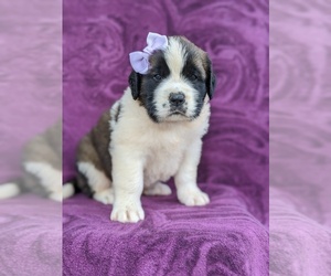 Saint Bernard Puppy for sale in AIRVILLE, PA, USA