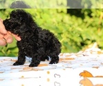 Small #10 Poodle (Toy)