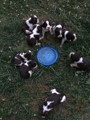 English Springer Spaniel Puppy for sale in CHATTANOOGA, TN, USA