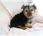 Small Photo #1 Yorkshire Terrier Puppy For Sale in LAUREL, MS, USA