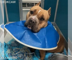 American Pit Bull Terrier-Unknown Mix Dogs for adoption in Oklahoma City, OK, USA