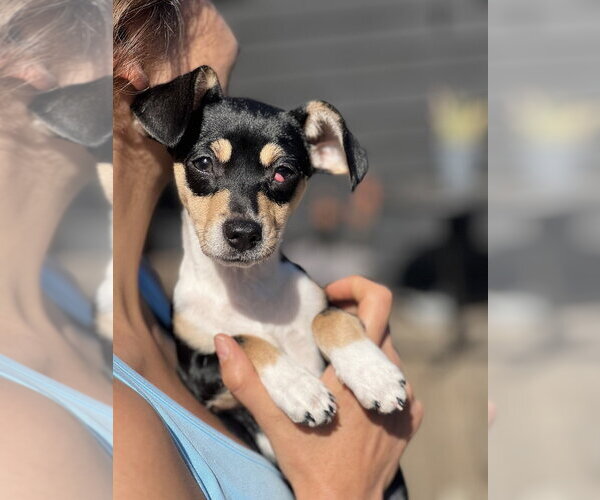 Medium Photo #3 Chiweenie Puppy For Sale in Dana Point, CA, USA