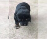 Small Photo #4 Tibetan Mastiff Puppy For Sale in ALBANY, OR, USA