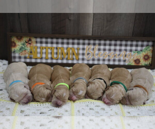 Medium Photo #2 Golden Cocker Retriever Puppy For Sale in Aylmer, Ontario, Canada