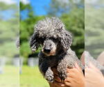 Small #1 Poodle (Toy)