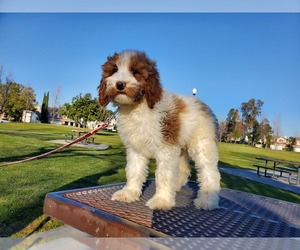 Goldendoodle Dog for Adoption in BREA, California USA