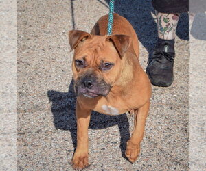 Lola - Female American Staffordshire Terrier-Boxer Mix Dog for Adoption - Photo #5