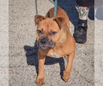 Small Photo #5 American Staffordshire Terrier-Boxer Mix Puppy For Sale in Huntley, IL, USA