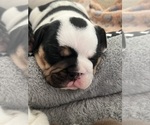 Small #7 English Bulldog