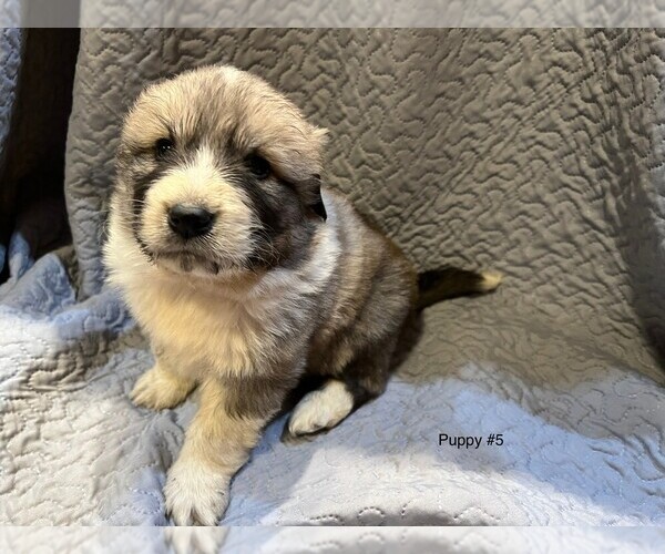 Medium Photo #18 Anatolian Pyrenees Puppy For Sale in CULDESAC, ID, USA