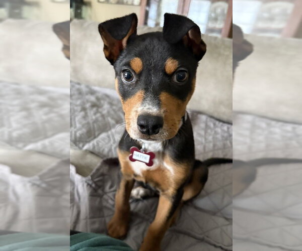 Medium Photo #4 Mutt Puppy For Sale in Boston, MA, USA