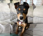Small #3 Mutt