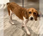 Small #2 Beagle
