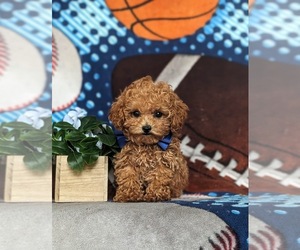 Poodle (Toy) Puppy for sale in KIRKWOOD, PA, USA