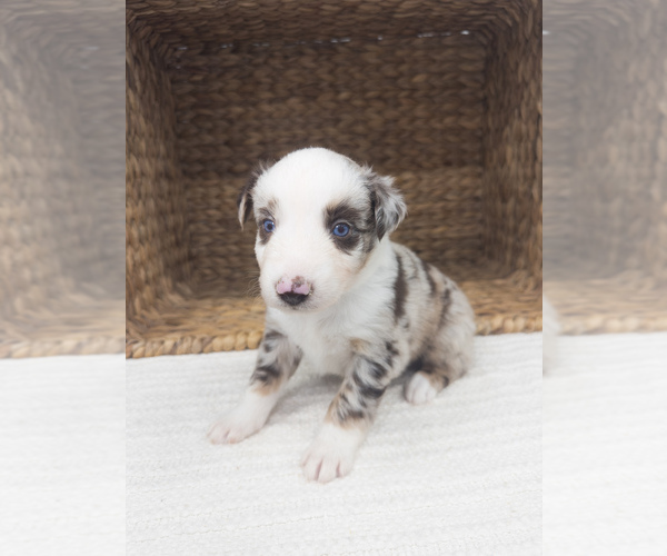 Medium Photo #5 Australian Shepherd Puppy For Sale in UNIONVILLE, IA, USA