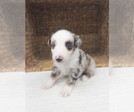 Small #4 Australian Shepherd