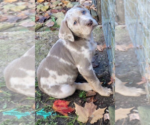 Medium Photo #1 Catahoula Leopard Dog Puppy For Sale in MORAN, MI, USA
