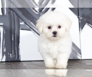 Zuchon Puppy for sale in BEL AIR, MD, USA