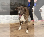 Small #2 Mountain Cur Mix
