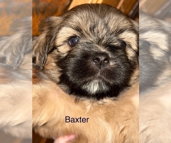 Medium Photo #72 Shih Apso Puppy For Sale in SCOTTSDALE, AZ, USA