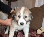 Puppy Puppy 7 elliot Australian Shepherd