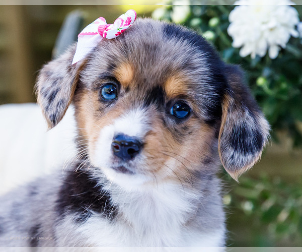 Medium Photo #2 Dorgi Puppy For Sale in WAKARUSA, IN, USA