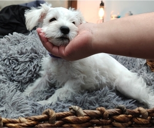 Schnauzer (Miniature) Puppy for Sale in MANSFIELD, Texas USA
