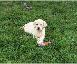 Labrador Retriever Puppy for sale in SYRACUSE, IN, USA