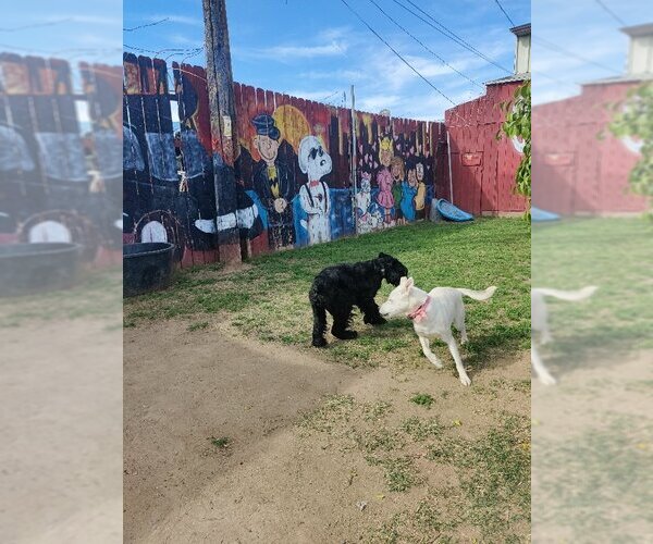Medium Photo #4 Huskies -Unknown Mix Puppy For Sale in San Diego, CA, USA
