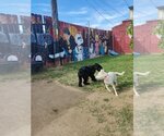 Small #3 Huskies  Mix