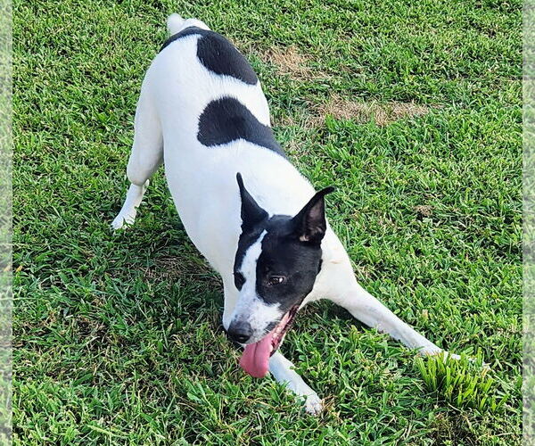 Medium Photo #2 Border Collie-Unknown Mix Puppy For Sale in Lee's Summit, MO, USA