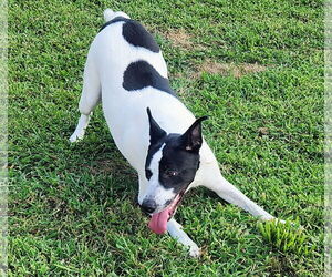Maizy - Courtesy Listing - Female Border Collie-Unknown Mix Dog for Adoption - Photo #2