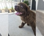 Small #2 Newfoundland