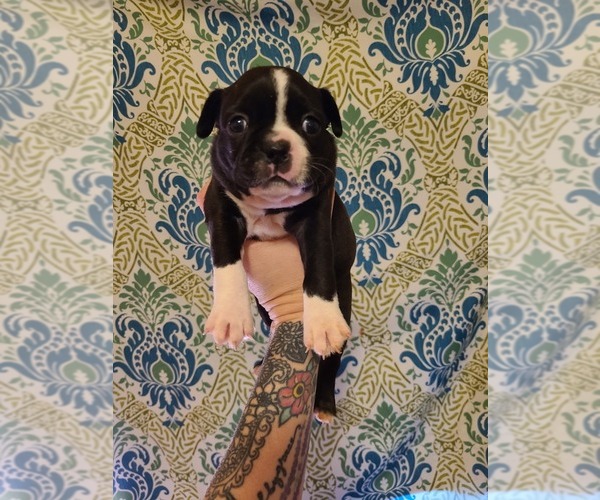 View Ad: Boston Terrier Puppy for Sale near Washington, CLARKSTON, USA