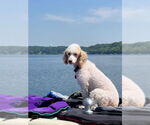 Small #1 Poodle (Miniature)