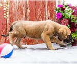 Small #8 Mastiff
