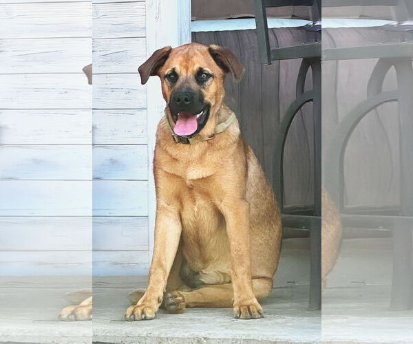 Medium Photo #4 Rottweiler-Unknown Mix Puppy For Sale in McKinney, TX, USA