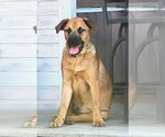 Small #3 Rottweiler Mix