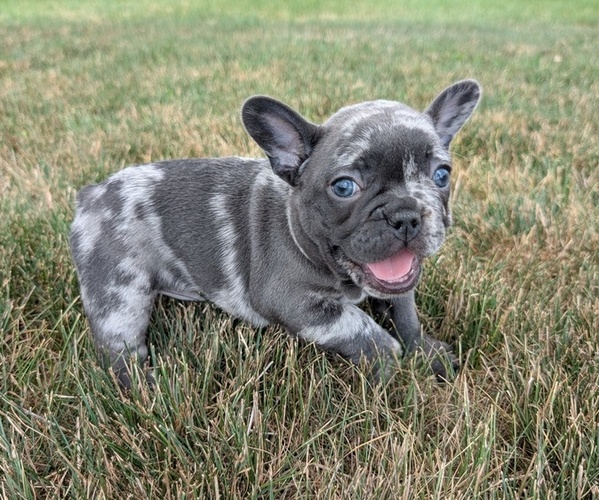Medium Photo #7 French Bulldog Puppy For Sale in GOSHEN, IN, USA