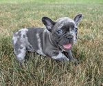 Small #6 French Bulldog