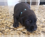 Small Photo #5 Labrador Retriever Puppy For Sale in CORDELE, GA, USA